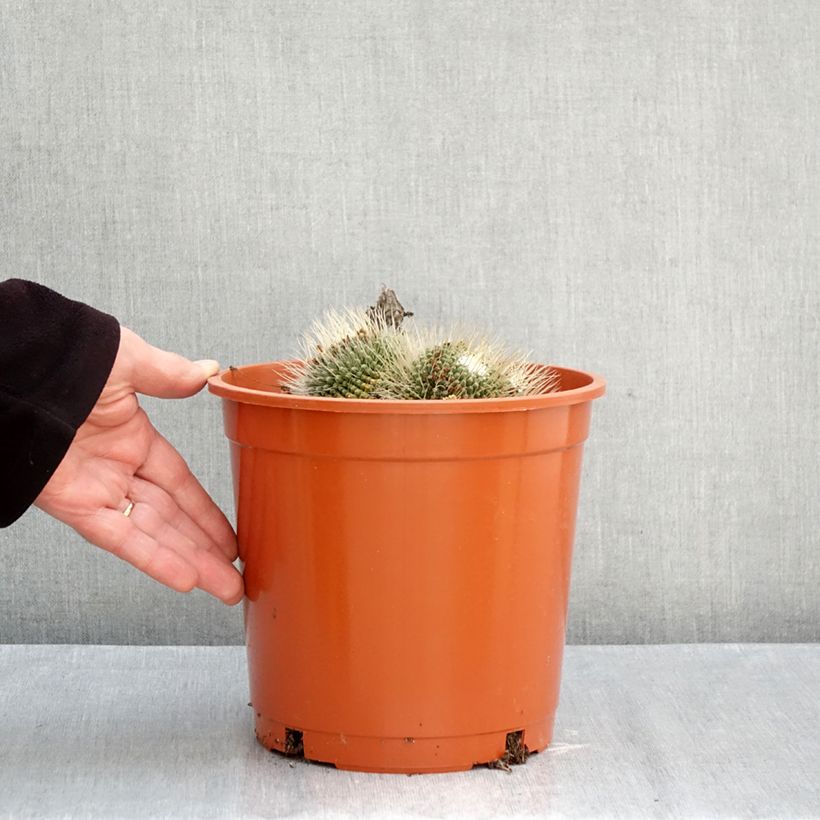 Amostra de Mammillaria Un Pico - Cacto Vaso de 4 L/5 L tal como entregue no outono