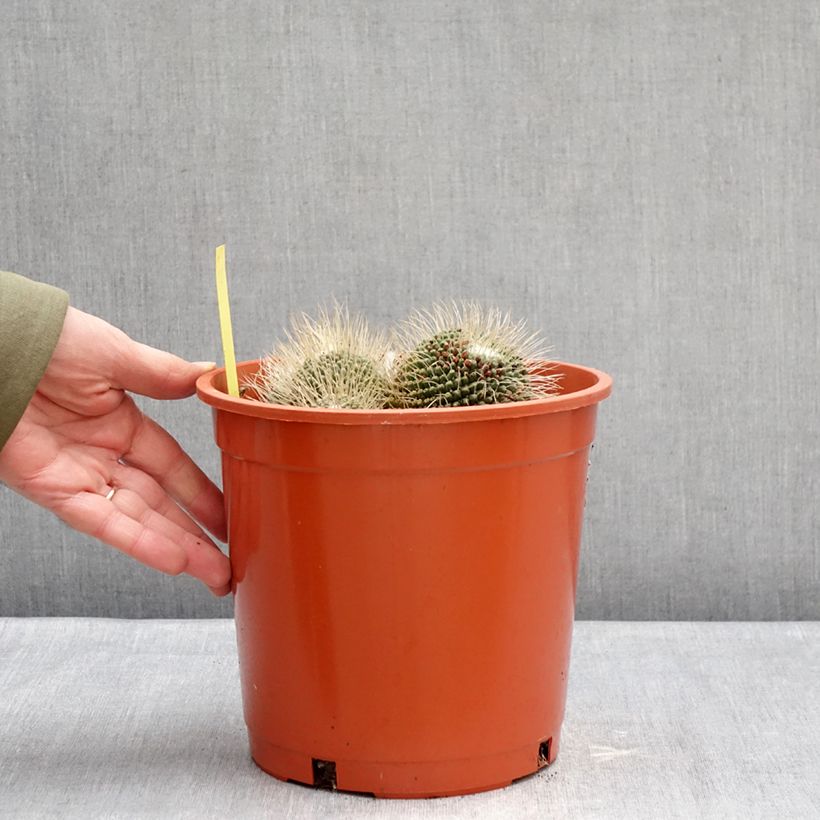 Amostra de Cactus - Mammillaria Un Pico Pot de 4L/5L tal como entregue no inverno