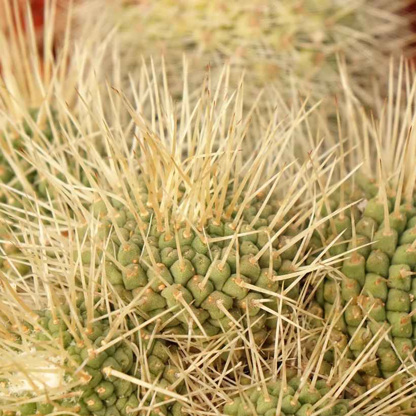 Mammillaria Un Pico (Folhagem)
