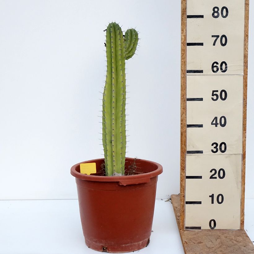 Amostra de Polaskia chende - Cacto Vaso de 12 L/15 L tal como entregue no outono