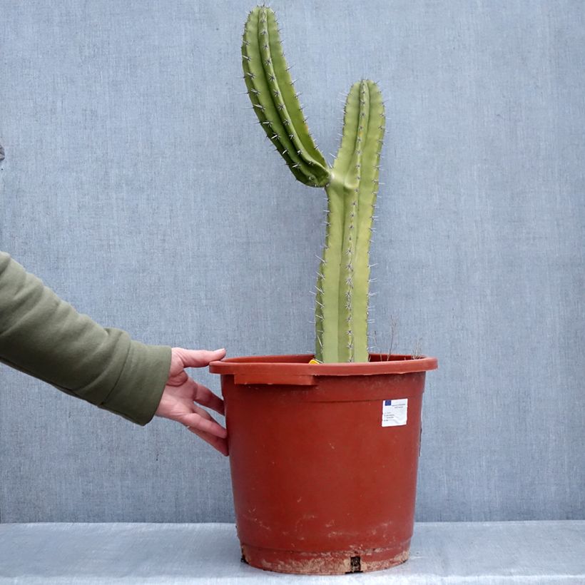Amostra de Cactus - Polaskia chende Pot de 12L/15L tal como entregue no inverno