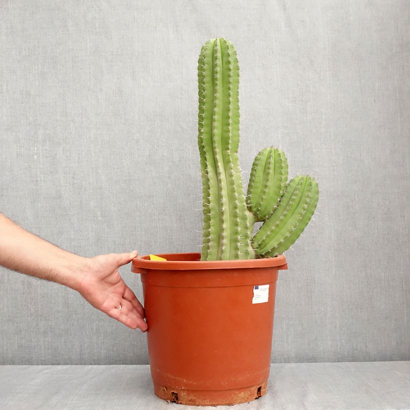 Amostra de Polaskia chichipe - Cacto Vaso de 12 L/15 L tal como entregue no verão
