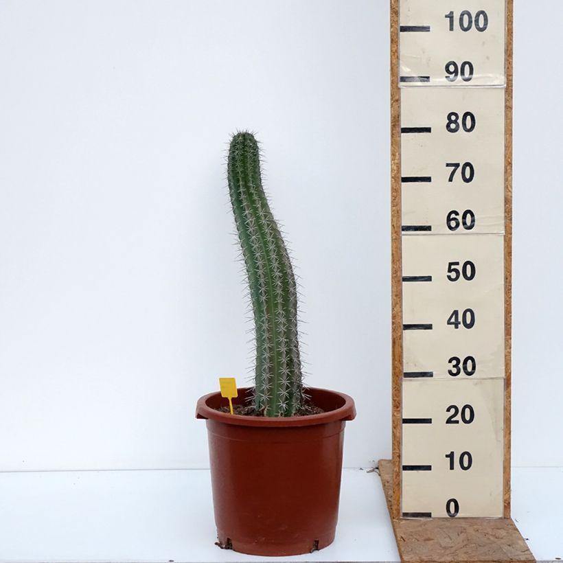 Amostra de Stenocereus griseus - Cacto Vaso de 12 L/15 L tal como entregue no outono