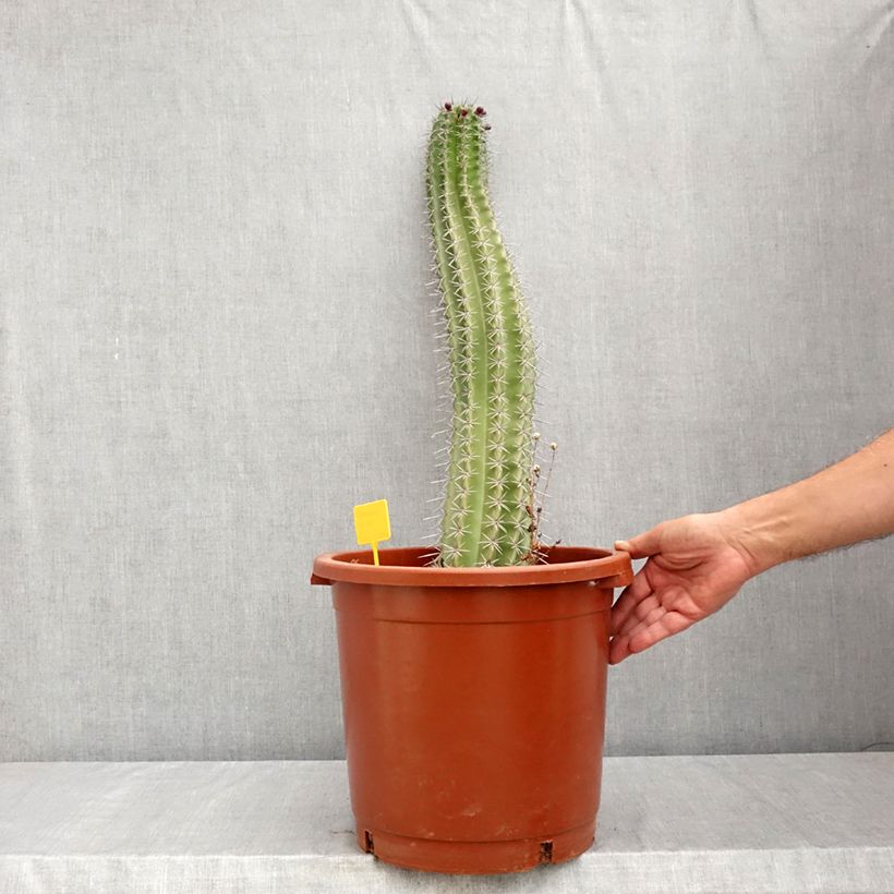 Amostra de Stenocereus griseus - Cacto Vaso de 12 L/15 L tal como entregue no verão