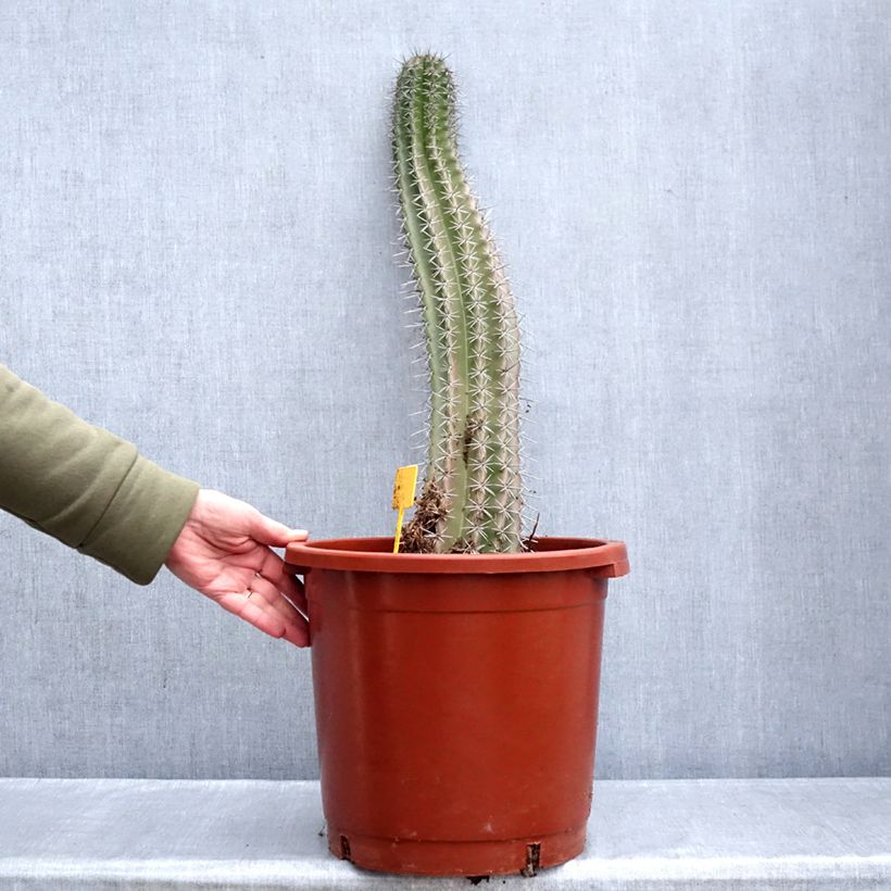Amostra de Cactus - Stenocereus griseus Pot de 12L/15L tal como entregue no inverno