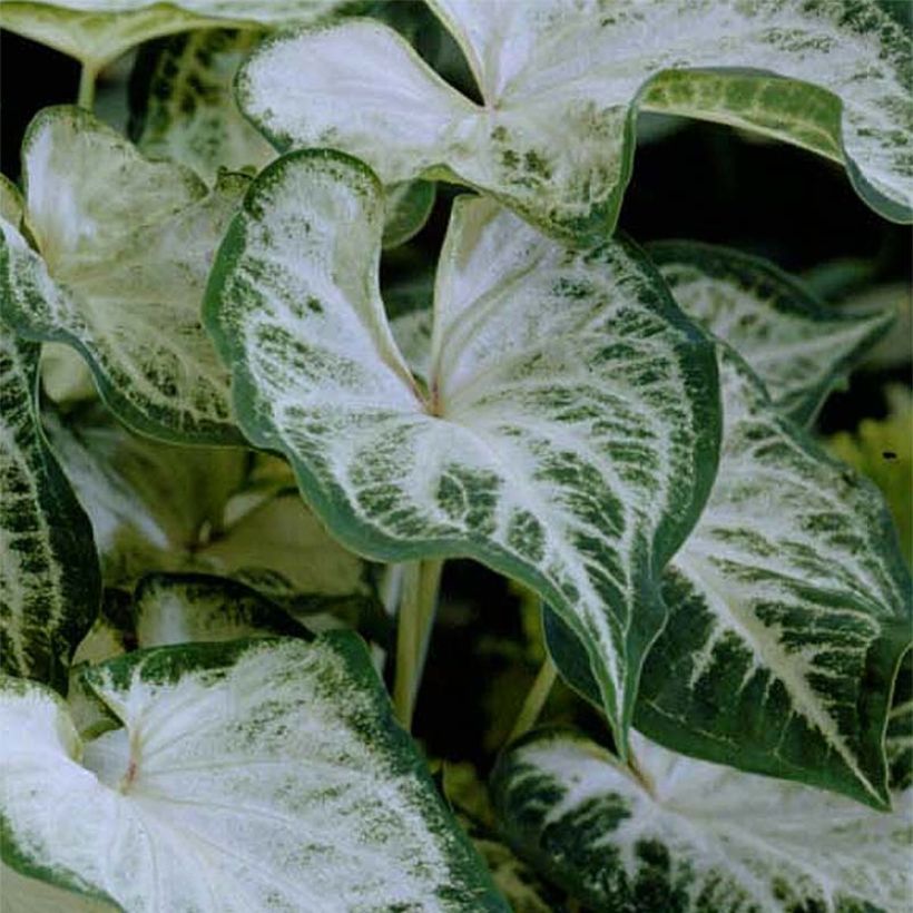 Caladium Aaron (Folhagem)