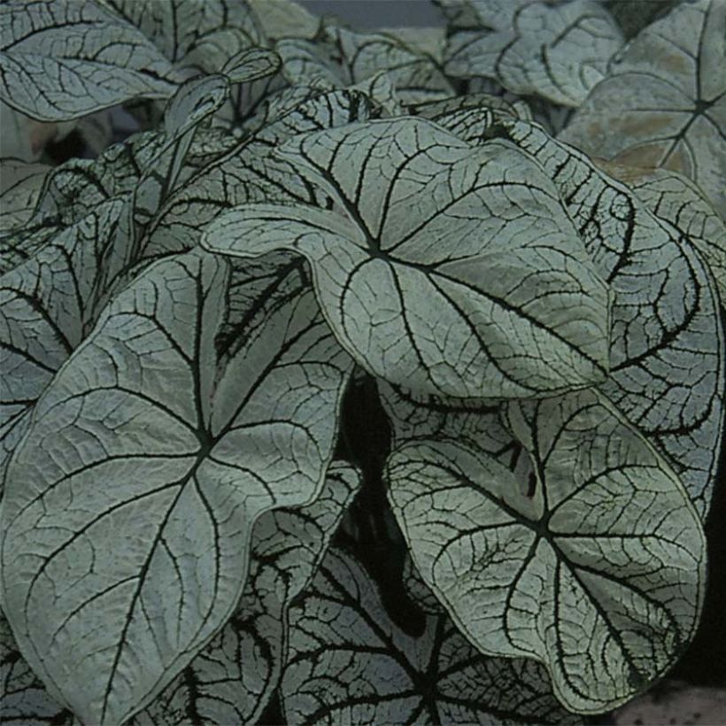Caladium bicolor Candidum (Folhagem)