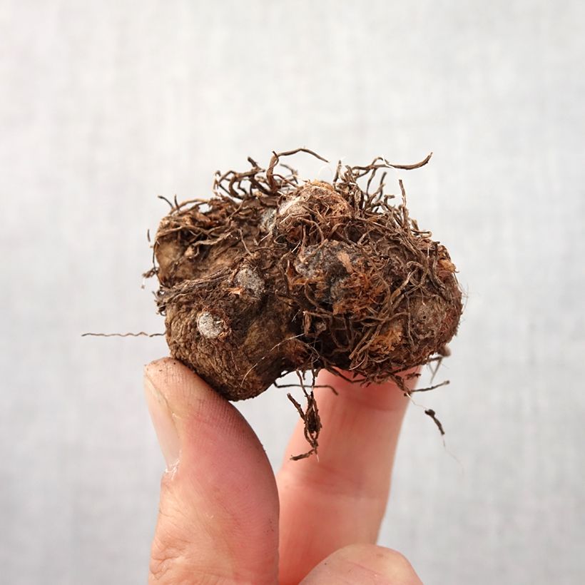 Amostra de Caladium Candidum Bulbe Kaliber/Größe I tal como entregue na primavera