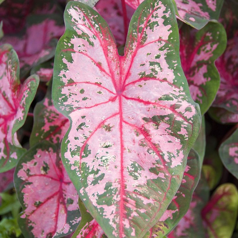 Caladium Carolyn Whorton (Folhagem)