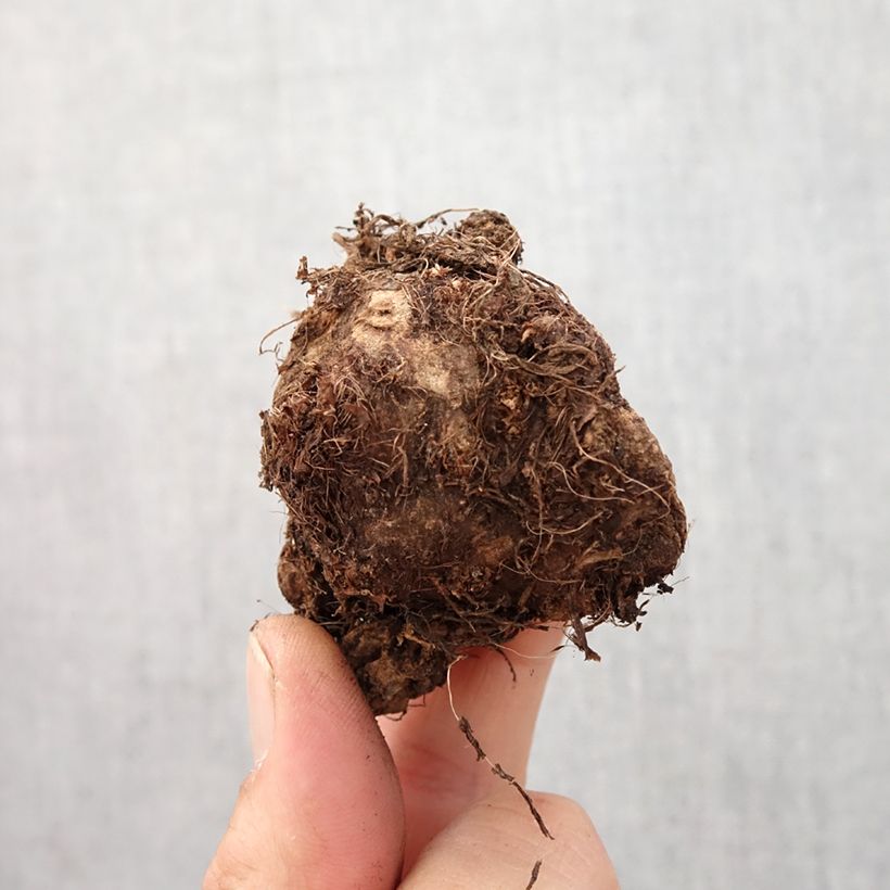 Amostra de Caladium Carolyn Whorton Bulbe Kaliber/Größe I tal como entregue na primavera