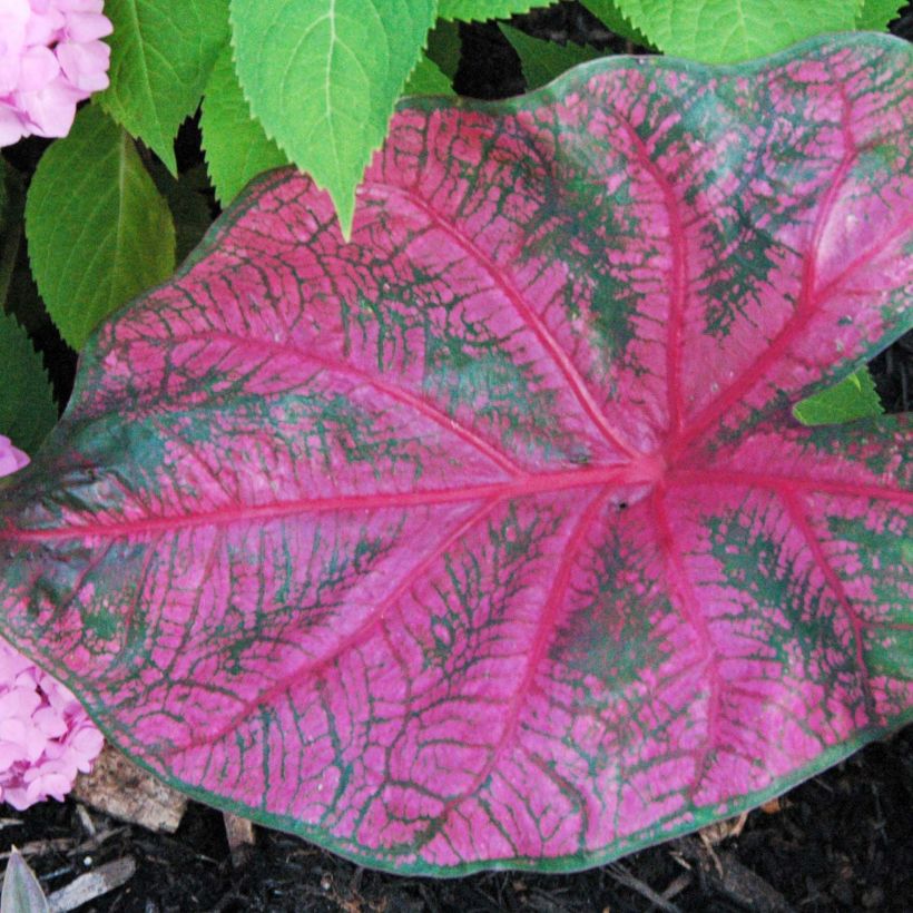 Caladium Fannie Munson (Folhagem)