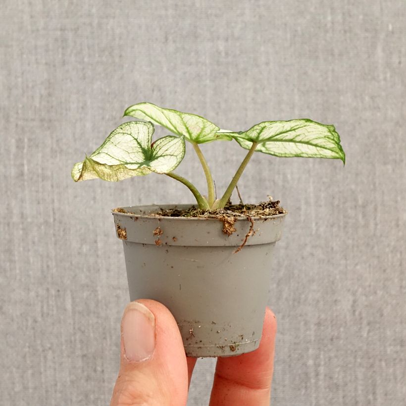 Amostra de Caladium bicolor Kelly Miniplanta tal como entregue na primavera