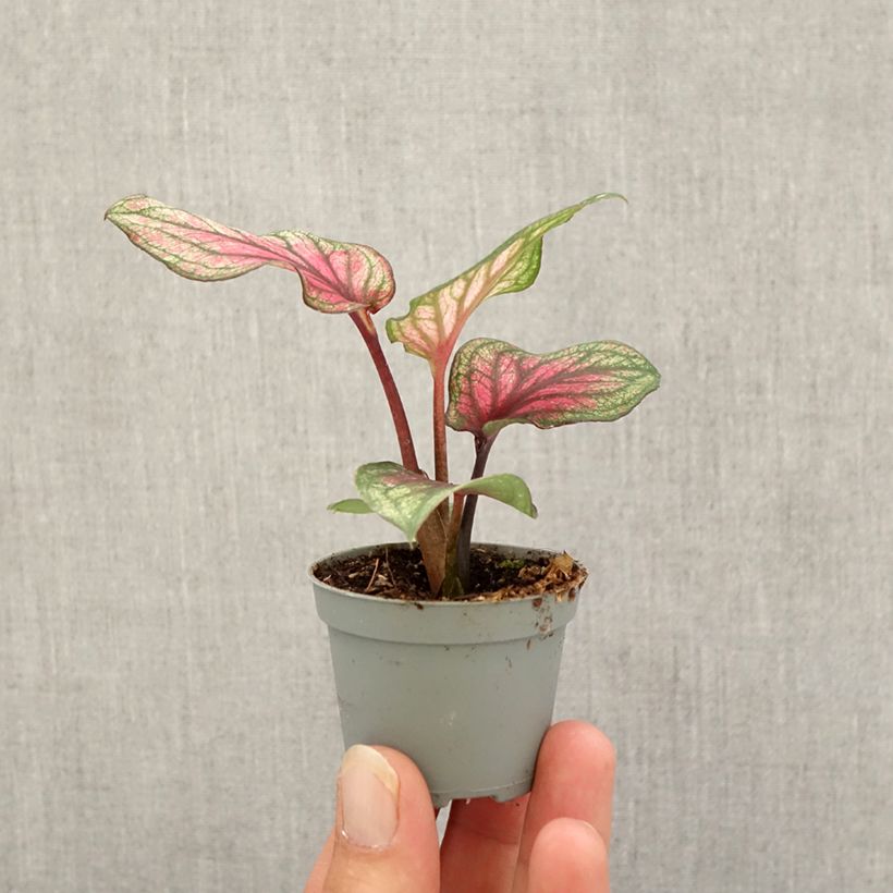 Amostra de Caladium bicolor Lucia Mini-plante tal como entregue no outono