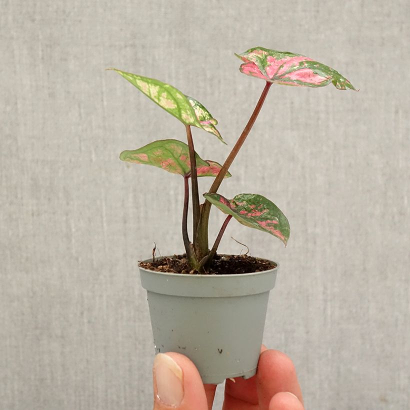Amostra de Caladium bicolor Purple Light Mini-plante tal como entregue no outono