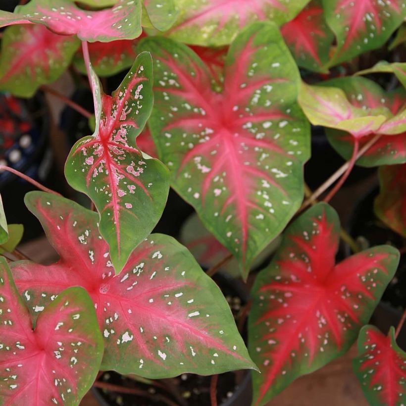 Caladium Red Flash (Folhagem)