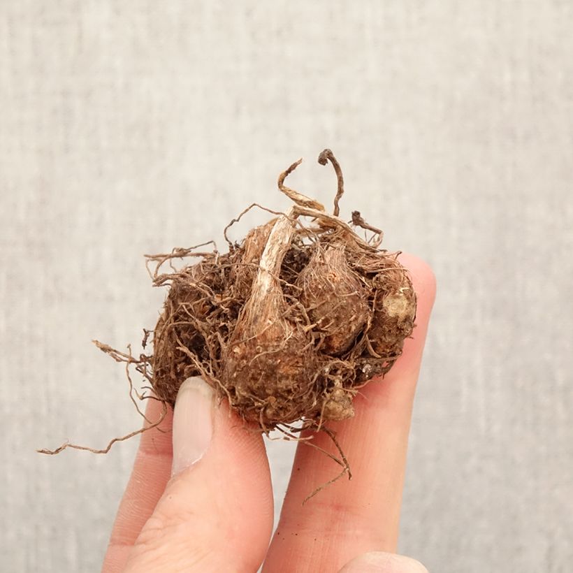 Amostra de Caladium Strawberry Star Bulbo Calibre I tal como entregue na primavera
