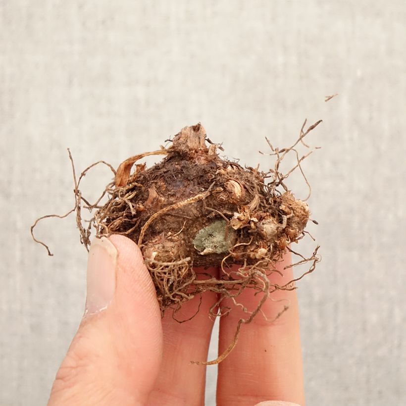 Amostra de Caladium Tapestry Bulbo Calibre I tal como entregue na primavera