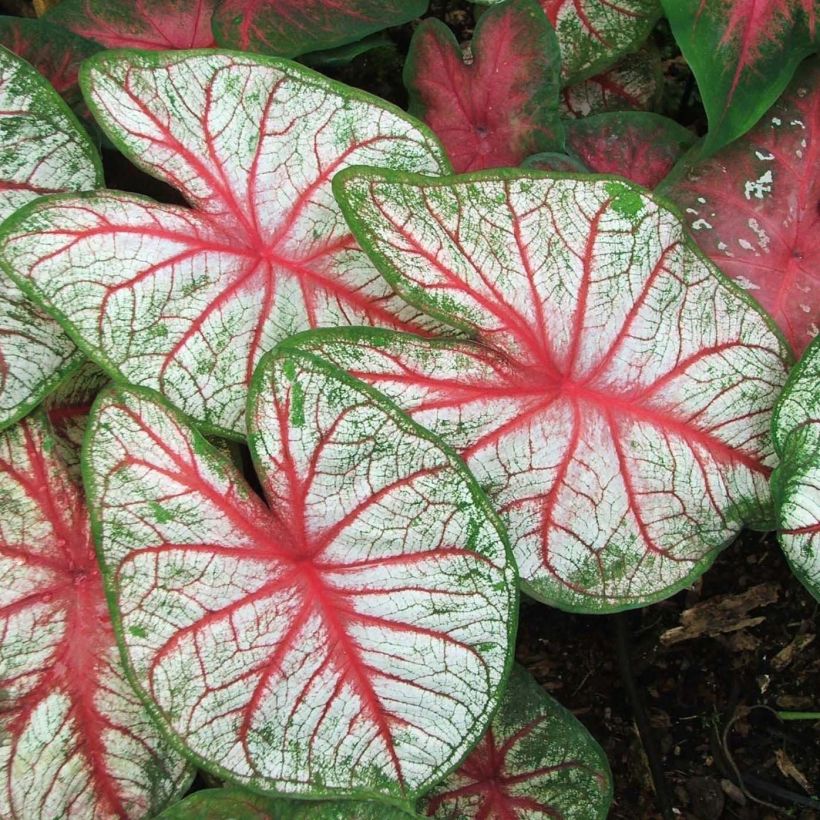 Caladium White Queen (Folhagem)