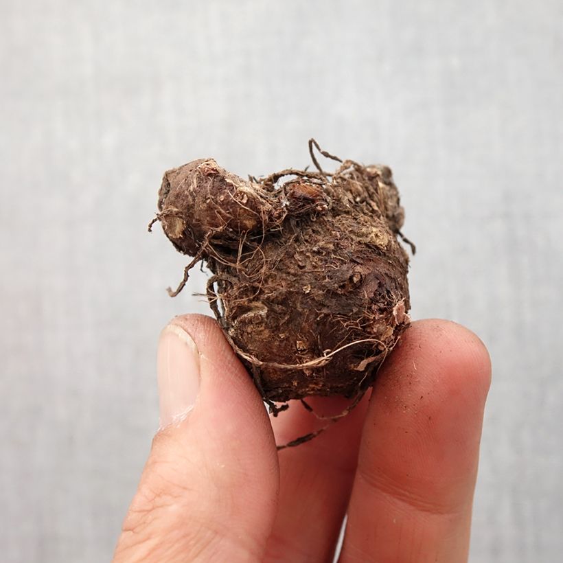 Amostra de Caladium White Queen Bulbe Kaliber/Größe I tal como entregue na primavera