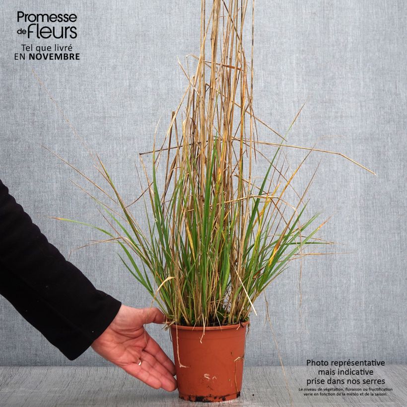 Amostra de Calamagrostis acutiflora Avalanche - Calamagrostide Pot de 1L/1,5L tal como entregue no outono