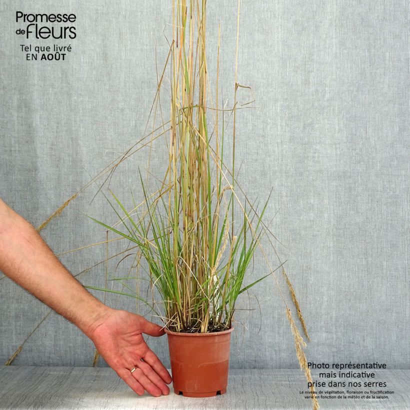 Amostra de Calamagrostis acutiflora Avalanche Vaso de 1 L/1,5 L tal como entregue no verão