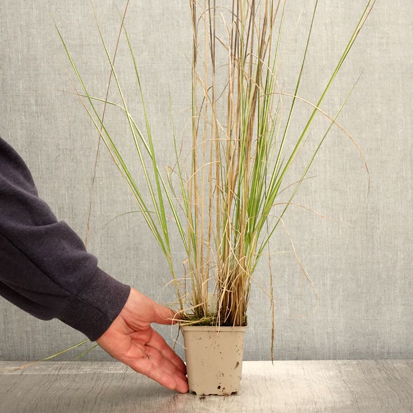 Amostra de Calamagrostis acutiflora Avalanche Vaso de 8/9 cm tal como entregue no outono