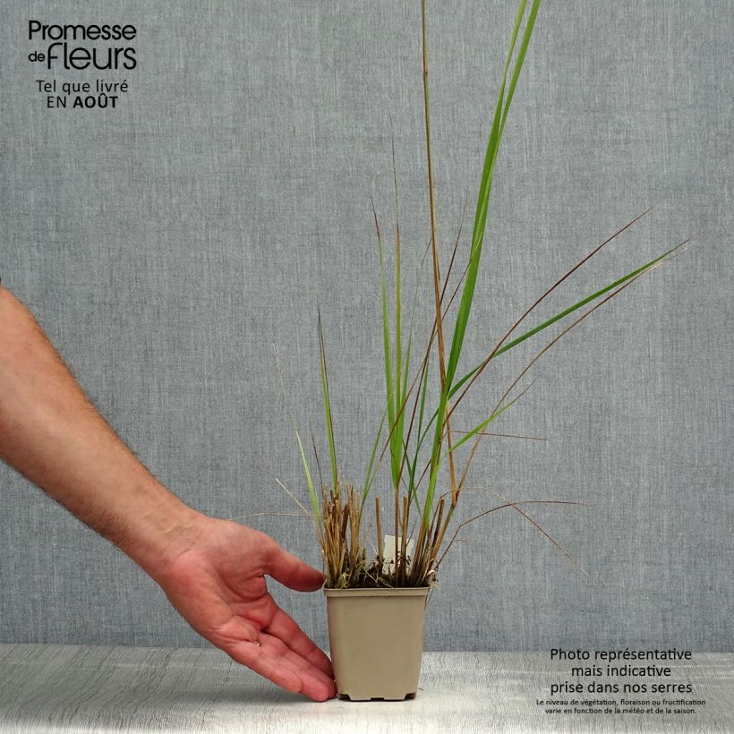 Amostra de Calamagrostis acutiflora Avalanche Vaso de 8/9 cm tal como entregue no verão