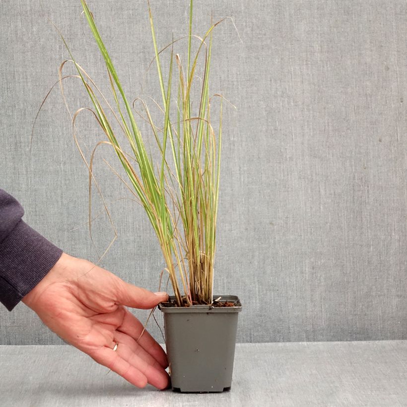 Amostra de Calamagrostis acutiflora Eldorado Vaso de 8/9 cm tal como entregue no outono