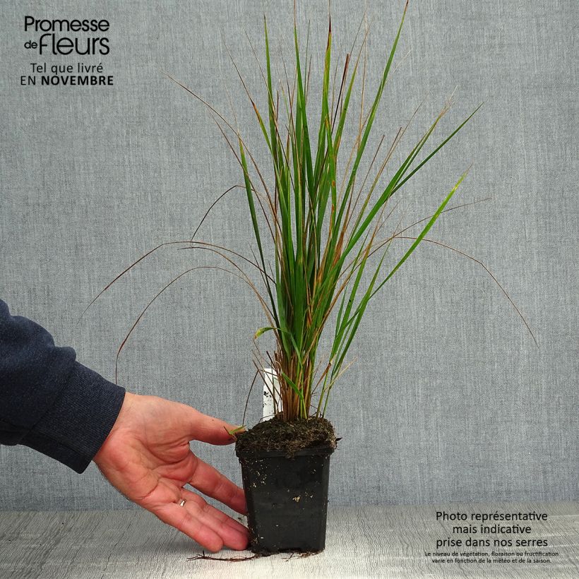 Amostra de Calamagrostis acutiflora Karl Foerster Vaso de 8/9 cm tal como entregue no outono