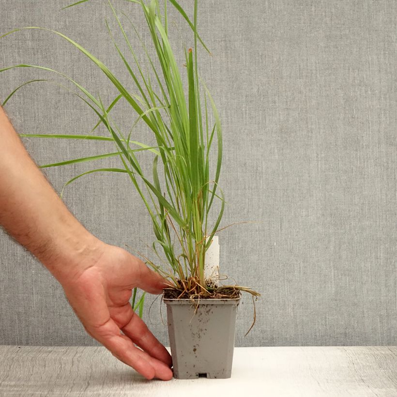 Amostra de Calamagrostis acutiflora Karl Foerster Vaso de 8/9 cm tal como entregue no verão