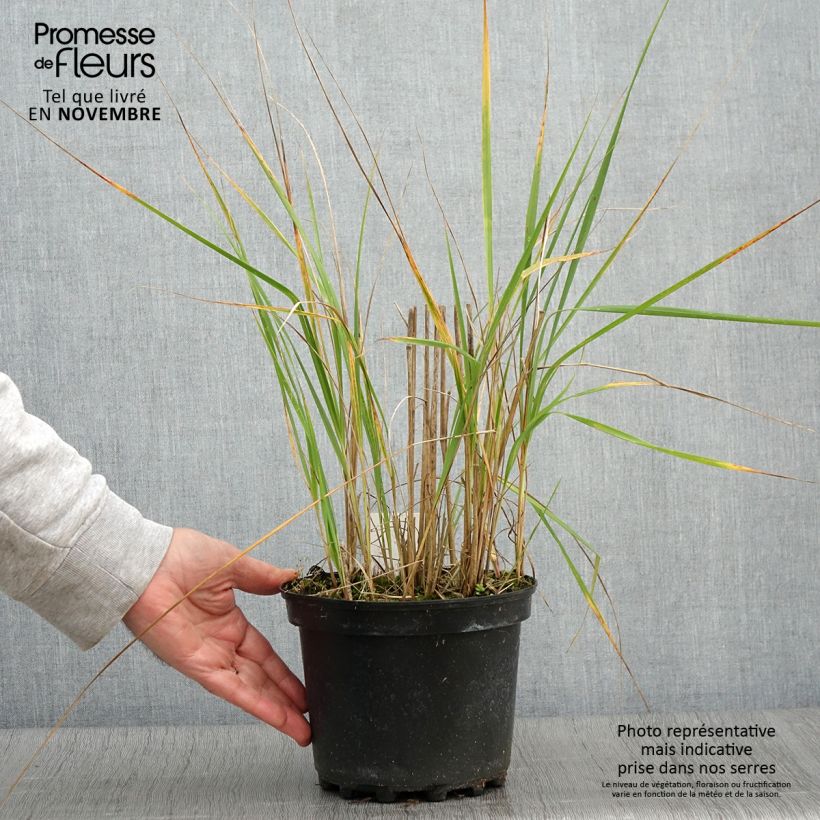 Amostra de Calamagrostis acutiflora Karl Foerster Vaso de 2 L/3 L tal como entregue no outono