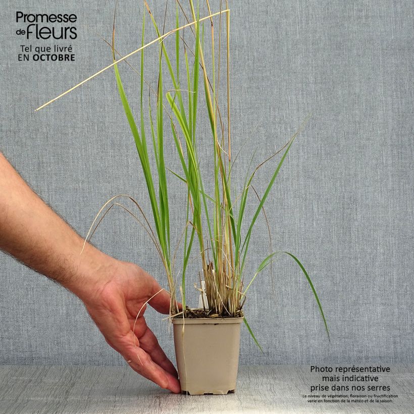 Amostra de Calamagrostis acutiflora Overdam Vaso de 8/9 cm tal como entregue no outono