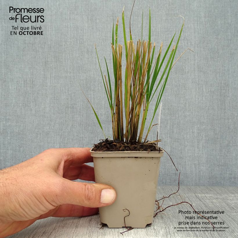 Amostra de Calamagrostis acutiflora Waldenbuch Vaso de 8/9 cm tal como entregue no outono