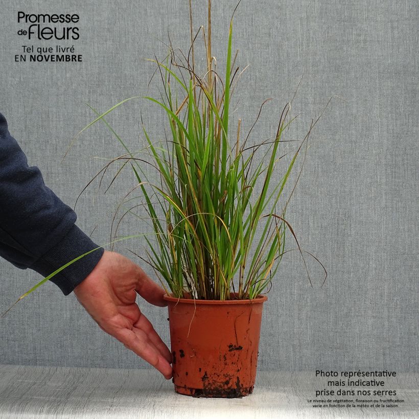 Amostra de Calamagrostis acutiflora Waldenbuch Vaso de 1 L/1,5 L tal como entregue no outono