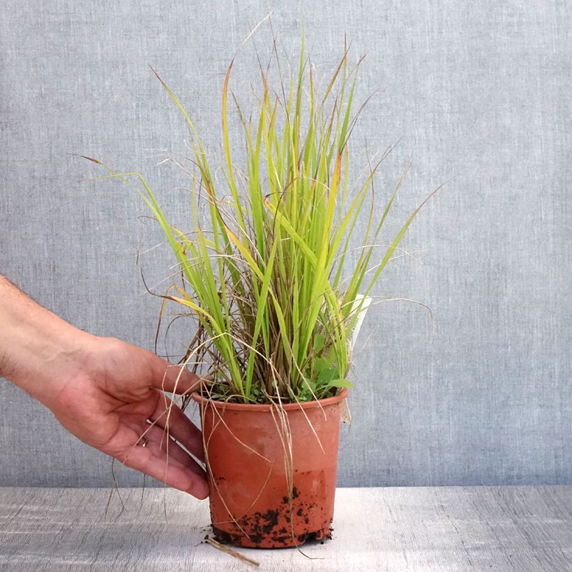Amostra de Calamagrostis acutiflora Waldenbuch Vaso de 1 L/1,5 L tal como entregue no verão