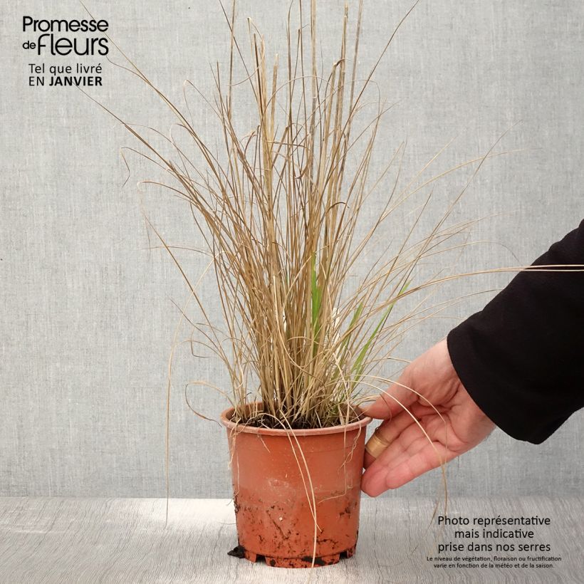 Amostra de Calamagrostis acutiflora Waldenbuch Vaso de 1 L/1,5 L tal como entregue no inverno