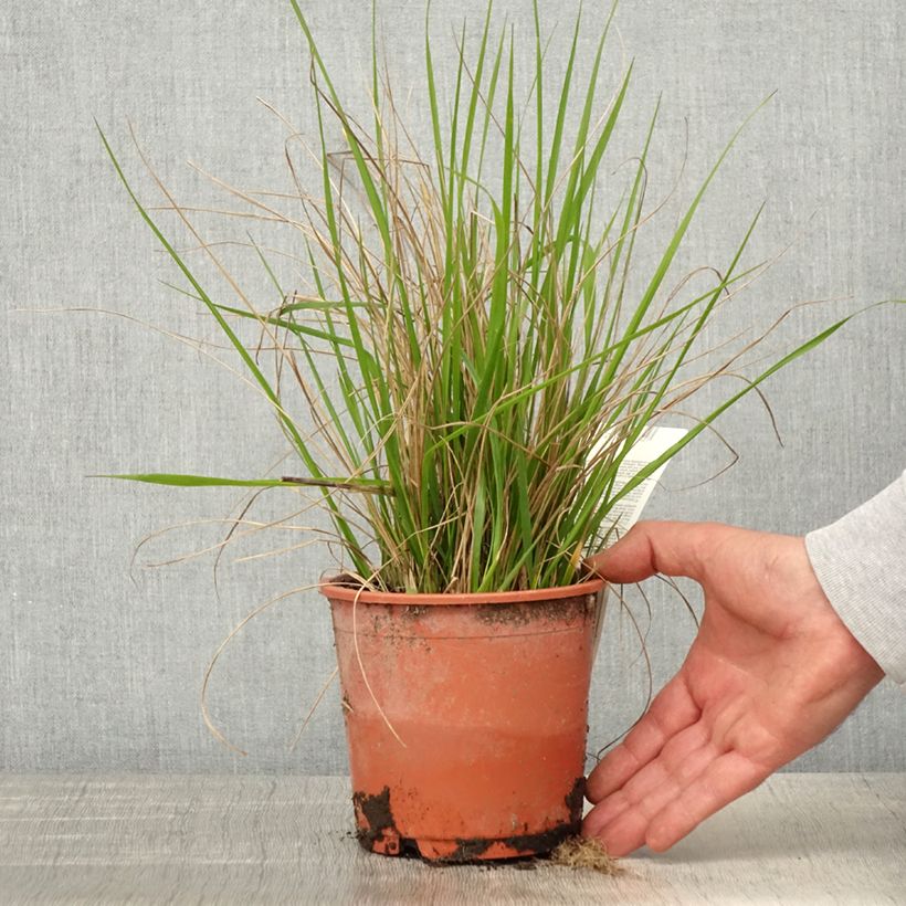 Amostra de Calamagrostis acutiflora Waldenbuch Vaso de 1 L/1,5 L tal como entregue na primavera