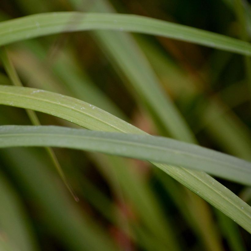 Calamagrostis brachytricha (Folhagem)