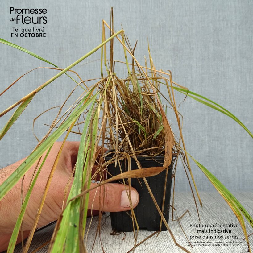 Amostra de Calamagrostis brachytricha Vaso de 8/9 cm tal como entregue no outono