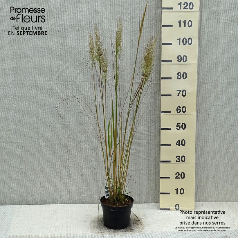 Amostra de Calamagrostis brachytricha Vaso de 3 L/4 L tal como entregue no outono