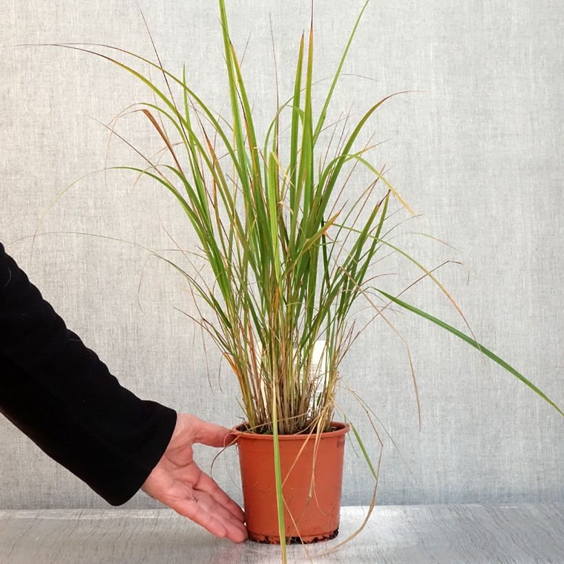 Amostra de Calamagrostis brachytricha - Herbe aux diamants Pot de 1L/1,5L tal como entregue no outono
