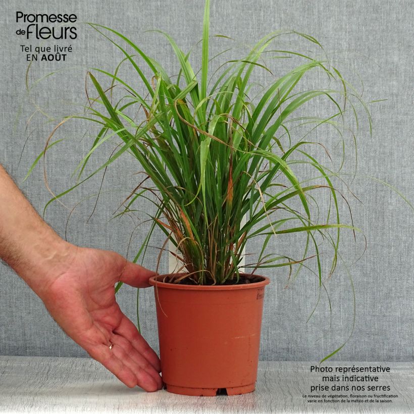 Amostra de Calamagrostis brachytricha Vaso de 1 L/1,5 L tal como entregue no verão
