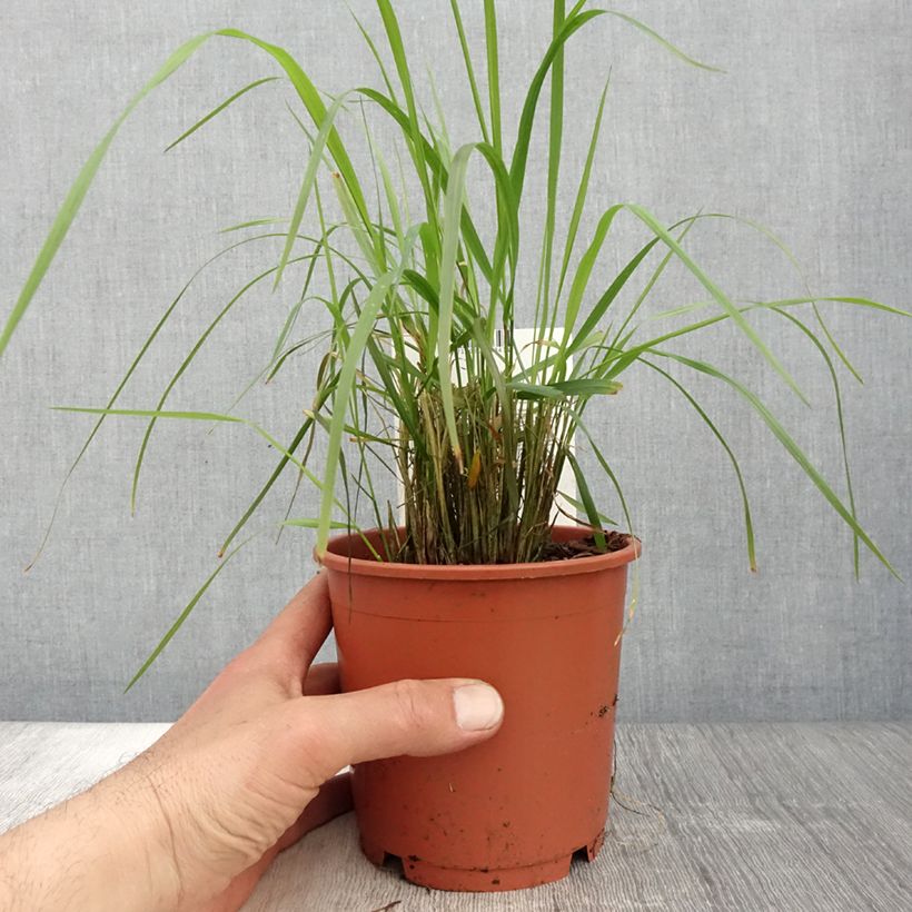 Amostra de Calamagrostis brachytricha Vaso de 1 L/1,5 L tal como entregue na primavera