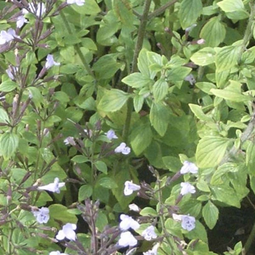 Calamintha nepeta (Folhagem)