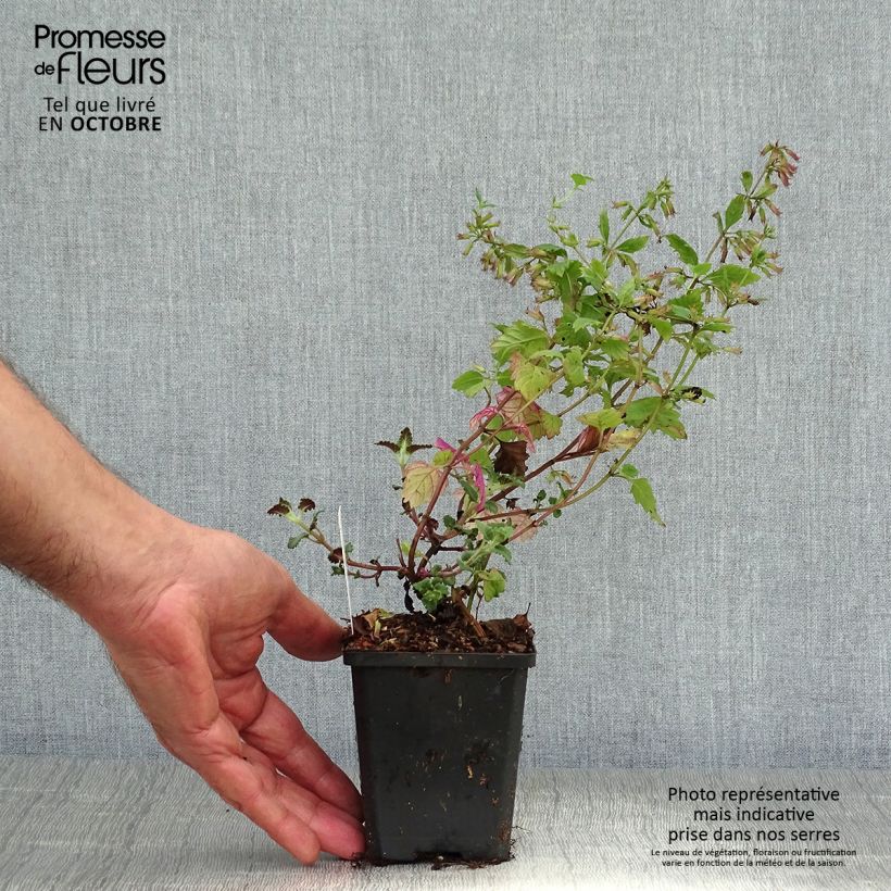 Amostra de Calamintha grandiflora Vaso de 8/9 cm tal como entregue no outono