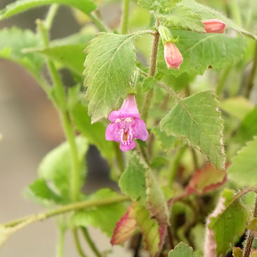 Calamintha grandiflora (Folhagem)