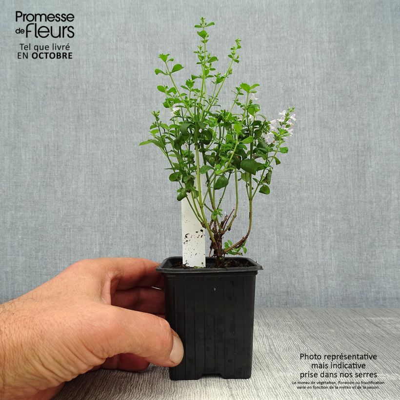Amostra de Calamintha nepeta Vaso de 8/9 cm tal como entregue no outono
