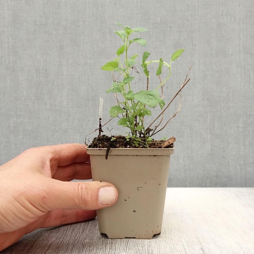 Amostra de Calamintha nepeta Weisser Riese Vaso de 8/9 cm tal como entregue na primavera