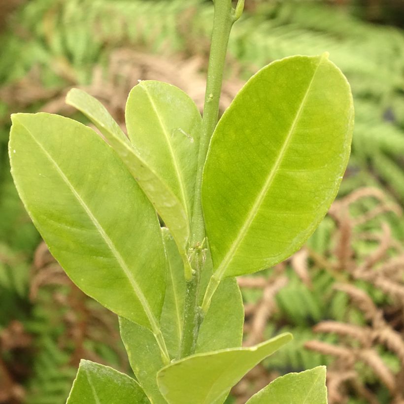 Calamondina - Citrus madurensis (mitis) (Folhagem)