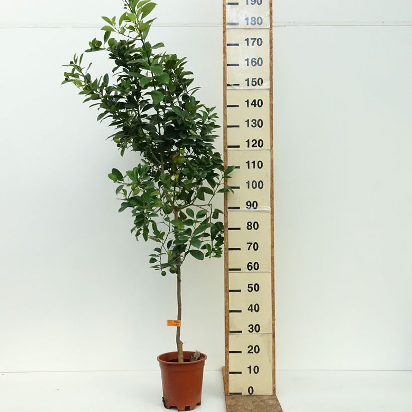 Amostra de Calamondina - Citrus madurensis (mitis) Vaso de 3 L/4 L, Tufo tal como entregue no verão